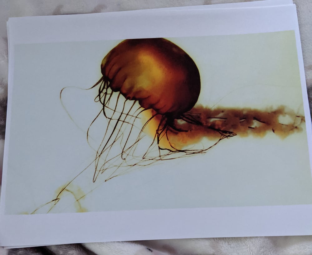 A Sea Nettle Dances