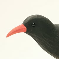 Image 4 of A dry persistent Chough. Corvid - 19