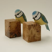 Image 5 of Blue tit