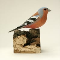 Image 4 of Chaffinch