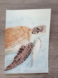 Image 1 of Turtle