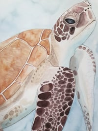 Image 2 of Turtle
