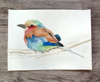 Bird