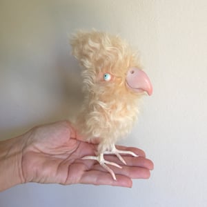 Image of April the Apricot Parrot