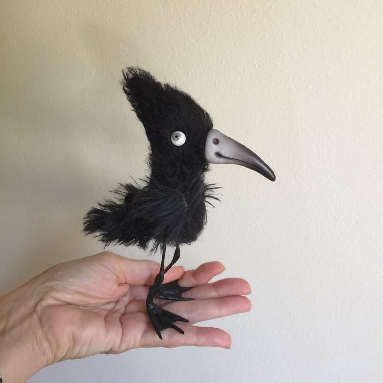 Image of Jet the Water Crow