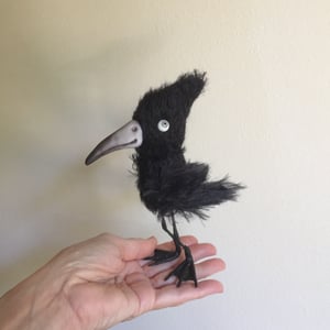 Image of Jet the Water Crow