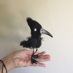 Image of Jet the Water Crow