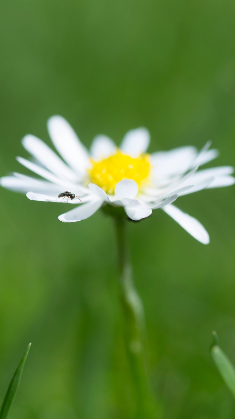 A pocket full of posies