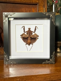 Image 3 of dead leaf mantis 