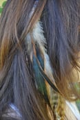 Image of Rooster Feather Hair Clip