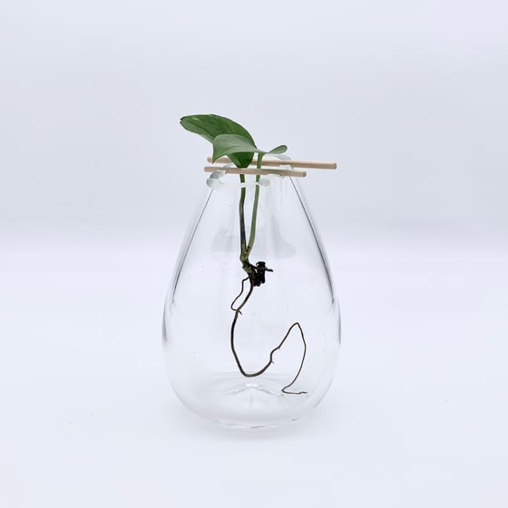 Image of Propagation Jar