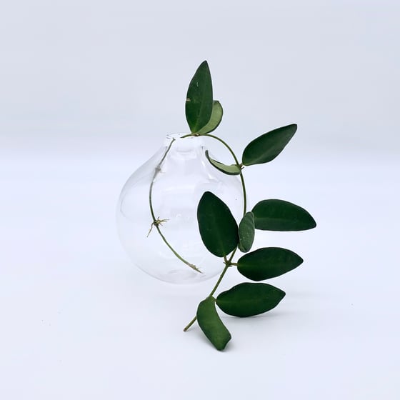Image of Plant Orb