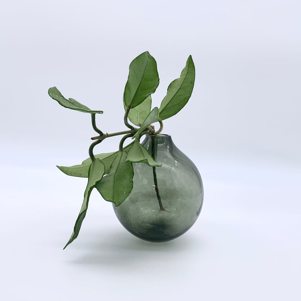 Image of Plant Orb