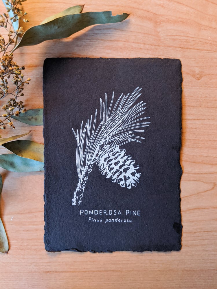 Image of Ponderosa Pine Print - Various colors