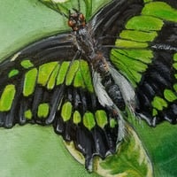 Image 4 of Malachite Butterfly 