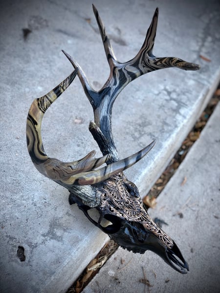 Image of Whitetail
