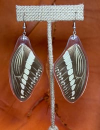 Image 1 of XL Gigon Swallowtail Forewings