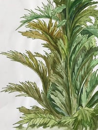 Image 1 of Palm| Palazzo San Felice, Naples