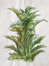 Image 2 of Palm| Palazzo San Felice, Naples