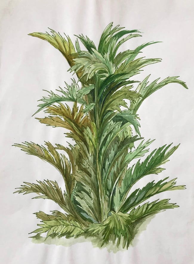 Palm| Palazzo San Felice, Naples