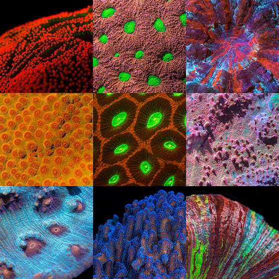 Image of Coral Morphologic 1 Print Set