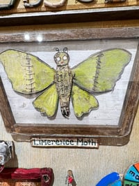 Image 19 of Oddities & Obscura- Jil Johnson