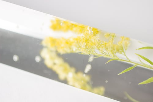 Image of Goldenrod (Solidago canadensis) - Suncatcher Prism #2