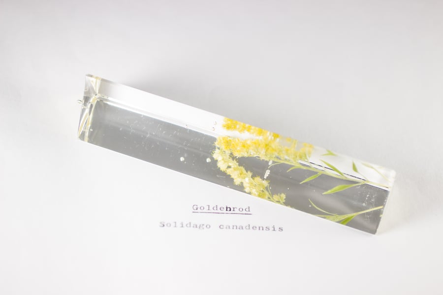 Image of Goldenrod (Solidago canadensis) - Suncatcher Prism #2
