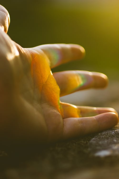 Image of Goldenrod (Solidago canadensis) - Suncatcher Prism #2