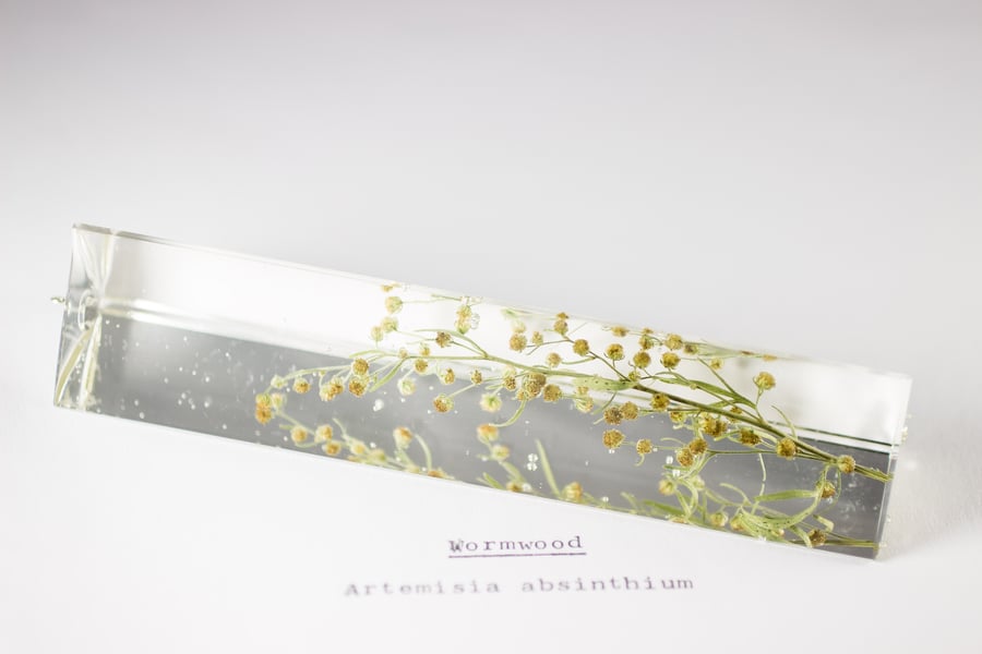 Image of Wormwood (Artemisia absinthium) - Suncatcher Prism #2