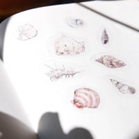 Intertidal Transparent Sticker Set