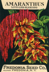 Amaranthus - Fredonia Seed Co.