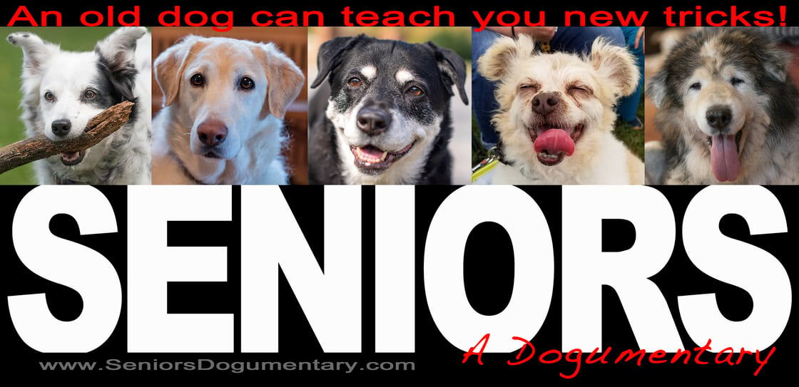 Image of Seniors A Dogumentary bumpersticker