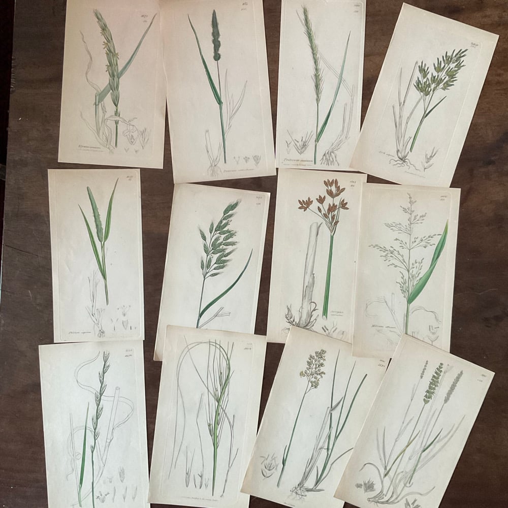 Image of Botanical Prints set no.2