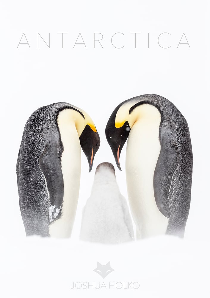 Image of Antarctica Emperor Penguin Family Poster