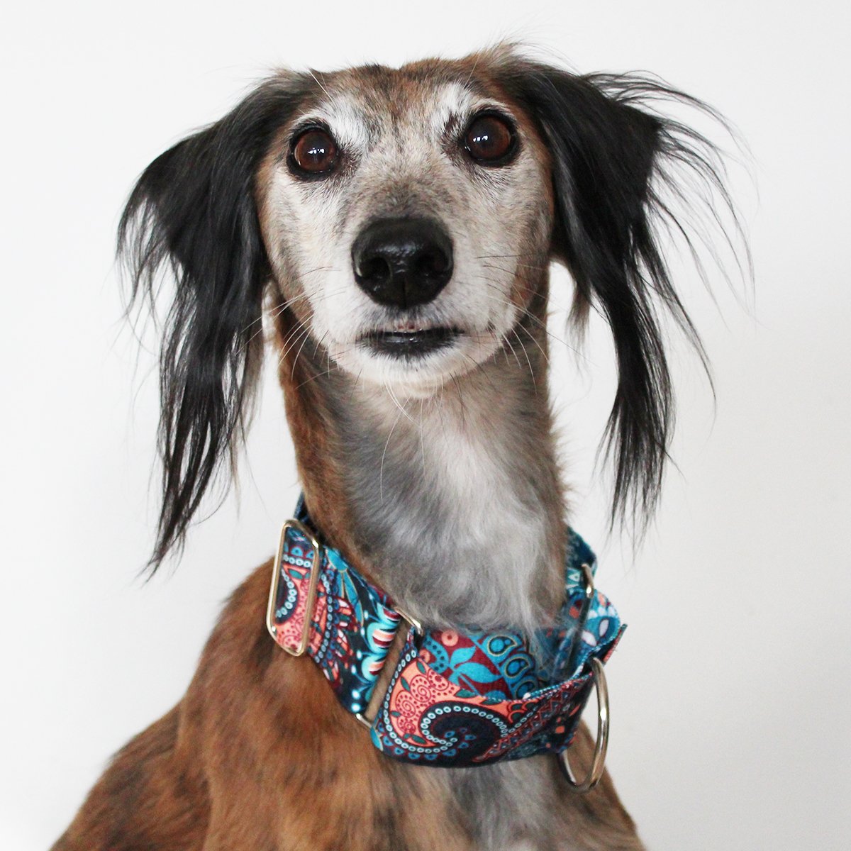 2 inch store martingale collar greyhound