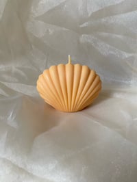 The Mango & Papaya Shell