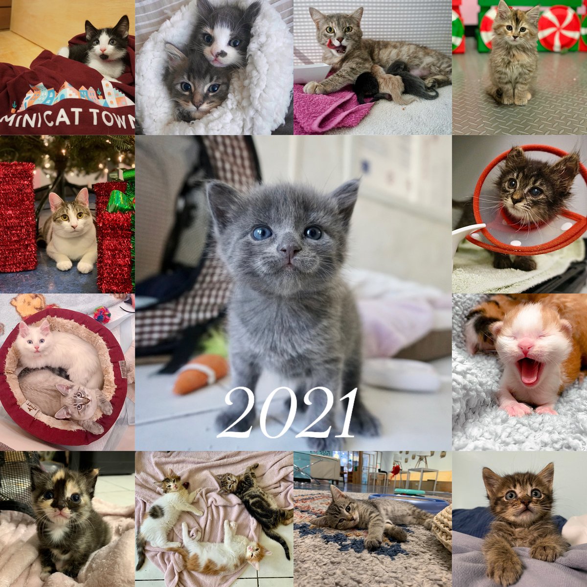 PreOrder 2021 Kitten Calendar Mini Cat Town