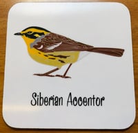 Image 2 of Siberian Accentor Coaster
