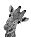 Giraffe, Reduction Linocut