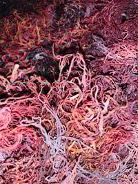 Raw Purple Sea Moss
