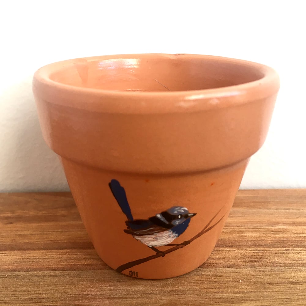 Superb Fairywren Pot