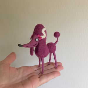 Image of Plumella the Tiny Poodle