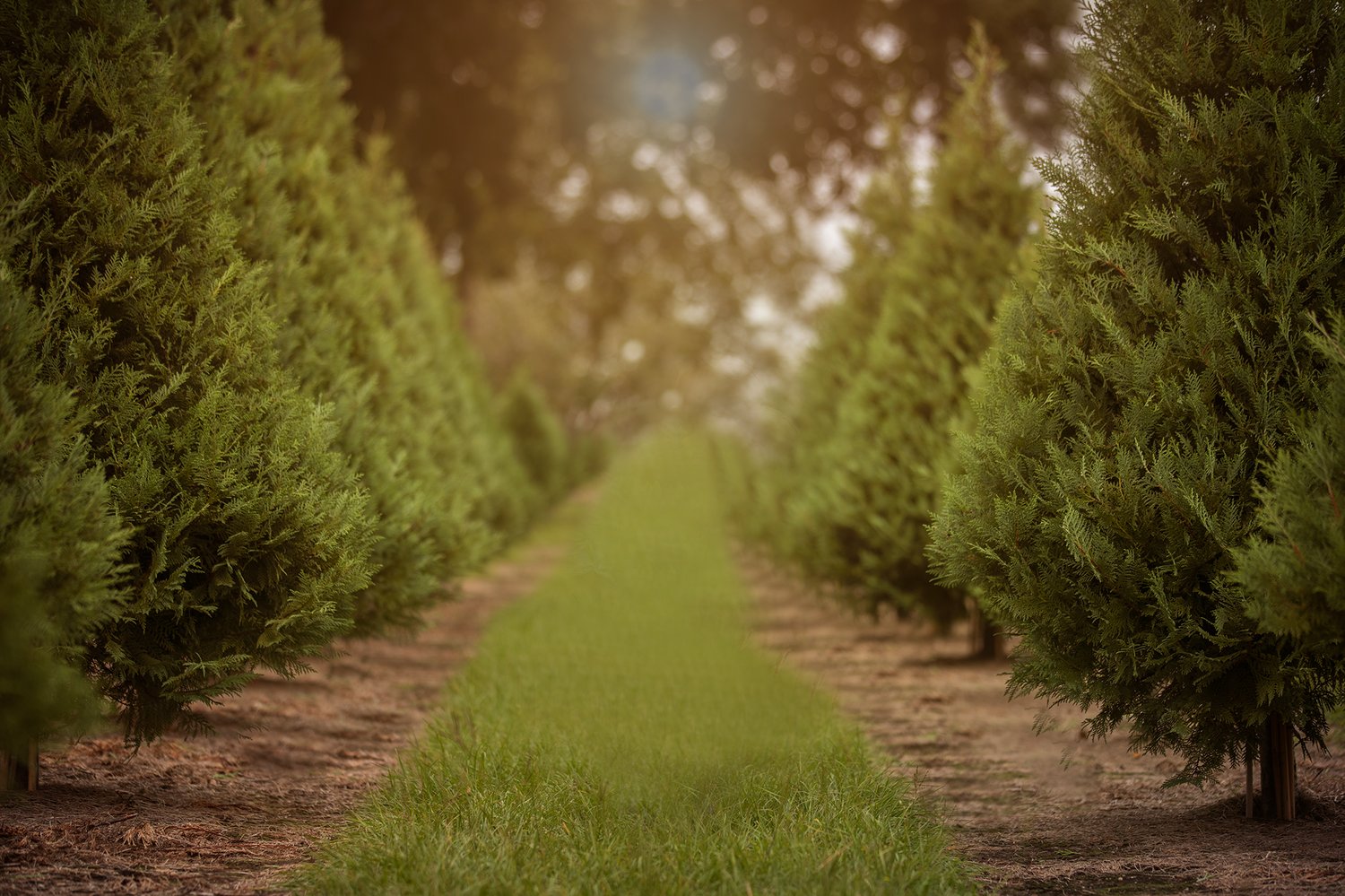 Image of Christmas Tree Farm - Mini Sessions