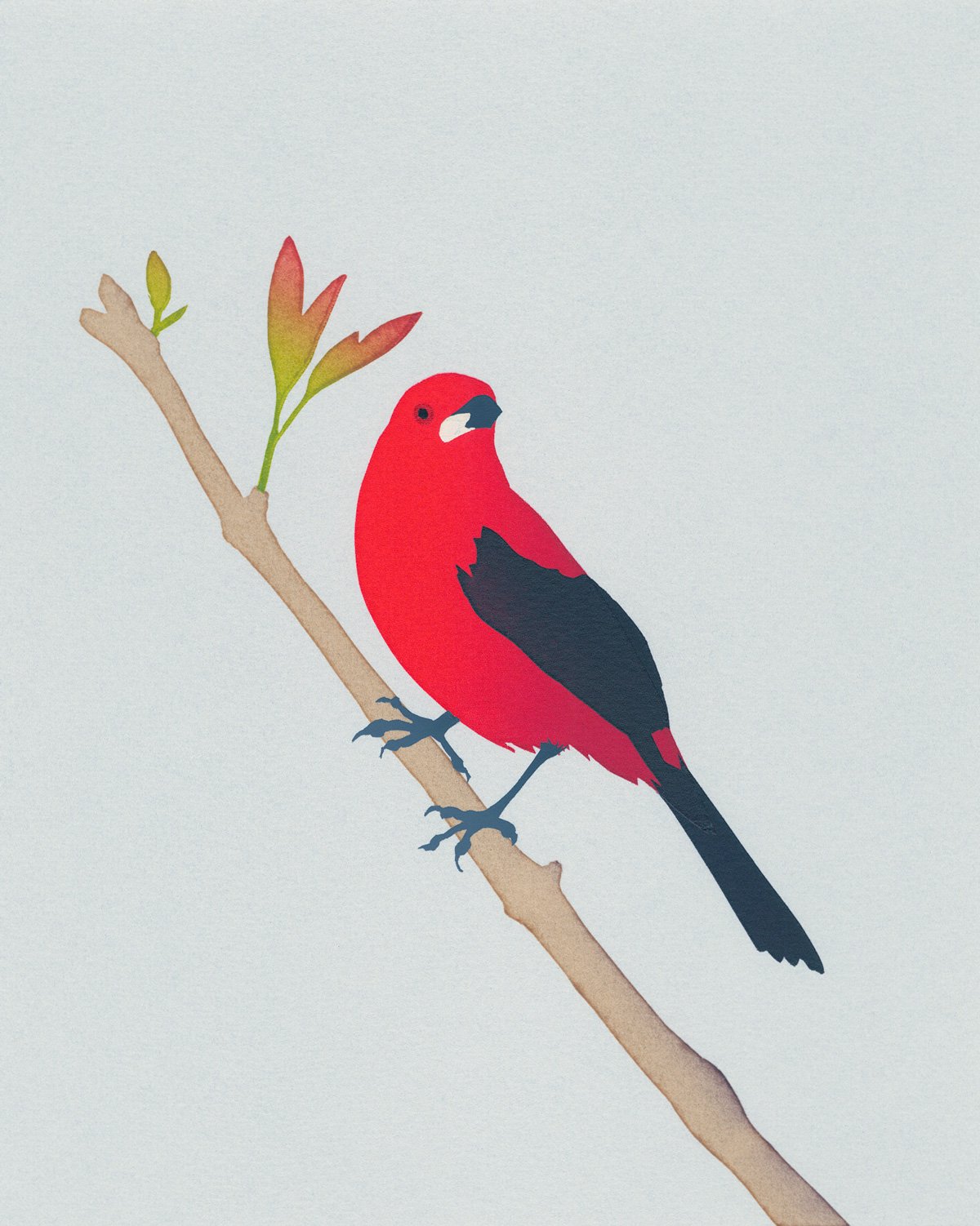 Image of Brazilian Tanager Screen Print