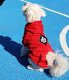 True North Dog Hoodie - Red