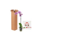 Orchid flower gift 