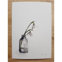 Image 1 of Snowdrops