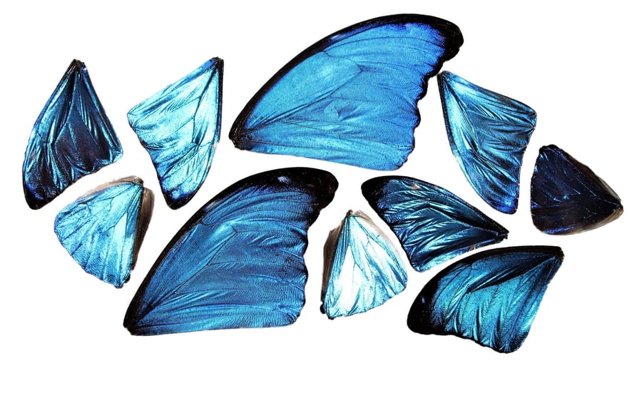 Image of 10 REAL Peruvian Blue Morpho Didius Butterfly Wings