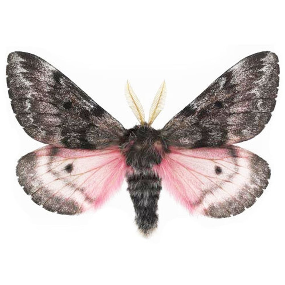Image of Fuzzy, Pink, Pretty Moth (Luski Pink Saturn ♄ Moth)